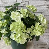 【母の日ギフト】【ラッピング・化粧箱付き】紫陽花　ラグランジア　シャンデリーニ　10号鉢