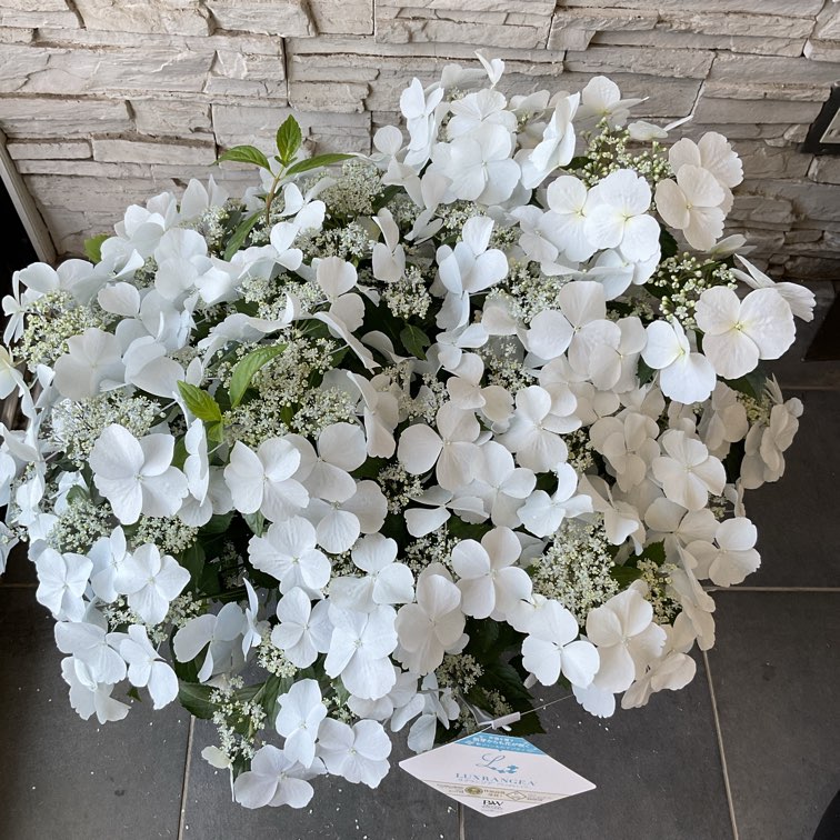 送料無料】紫陽花 ラグランジア ブライダルシャワー 8号鉢 | 鉢