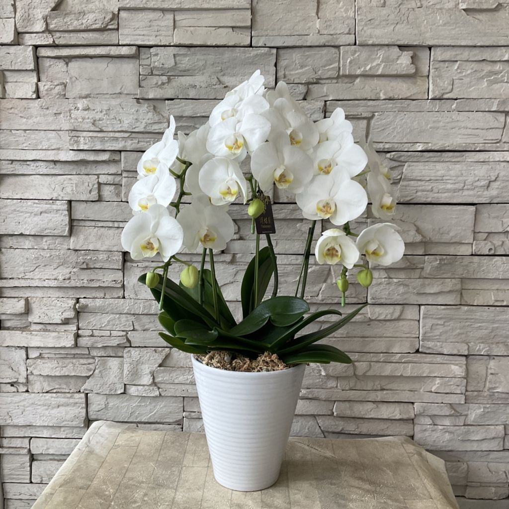 胡蝶蘭 ファレ ホワイトプリンセス 6寸 3F 高さ約80センチ総幅約