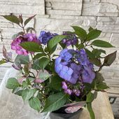 【母の日ギフト】【ラッピング・化粧箱付き】紫陽花　オーロラ　6号ポット