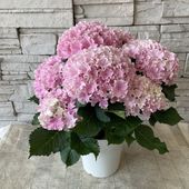 【母の日ギフト】【ラッピング・化粧箱付き】紫陽花　ハイドランジア　サーファ　シーシドピンク　5寸鉢