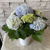 【母の日ギフト】【ラッピング・化粧箱付き】紫陽花　ハイドランジア　サーファ　シーサイドブルー ５寸鉢　