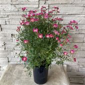 【見切品　開花花無し】ツルバラ　キャットパンチ ６寸鉢