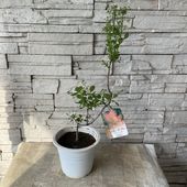 【見切品　開花花無し】スモークツリー　ピンクボール 6寸鉢