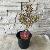 リューカデンドロン　ジェスター ５寸ポット