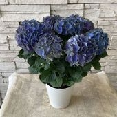【母の日ギフト】【ラッピング・化粧箱付き】紫陽花　ハイドランジア　マジカルクリムゾン ５寸鉢