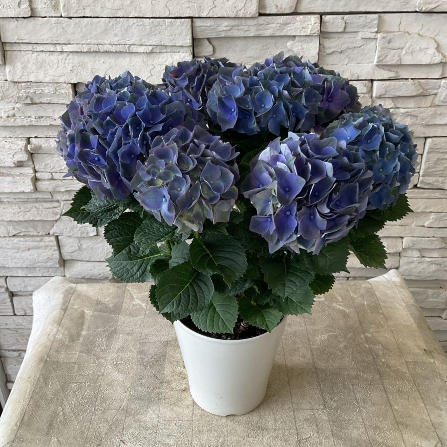 ダージリン! トロールビーズ紫陽花イメージ４個セットハイドランジア ダージリン! トロールビーズ紫陽花イメージ4個セット