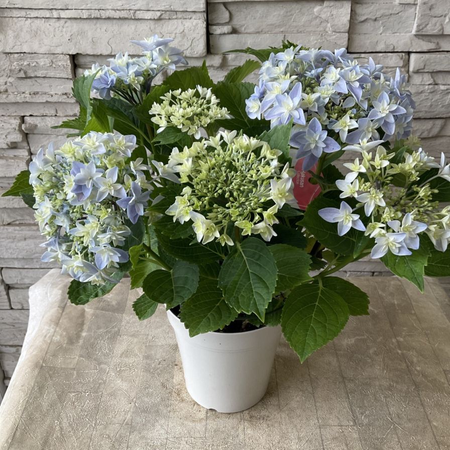 母の日ギフト】【ラッピング・化粧箱付き】紫陽花