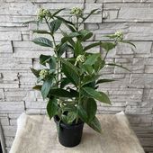 【見切品　開花花無し】常緑アジサイ ５寸鉢