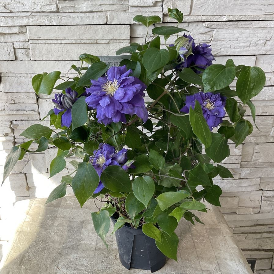 トキ色の君　クレマチス　開花鉢 gf-5416_m.jpg