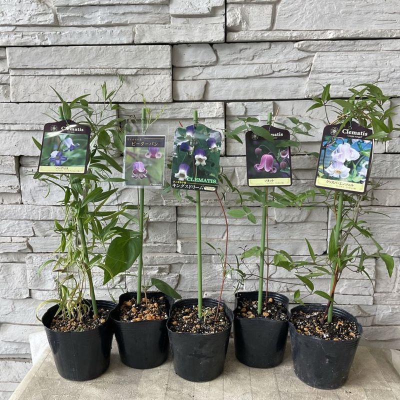 センソユニコ慈雨★ ドット柄 植物デザインプルオーバー センソユニコ慈雨☆ ドット柄 植物デザインプルオーバー - メルカリ