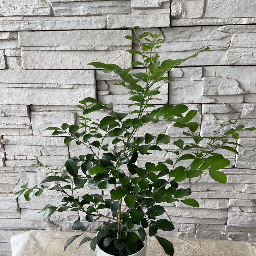 ゲッキツ 4寸鉢 | 鉢花・花苗 | 橋本種苗園オンラインストア