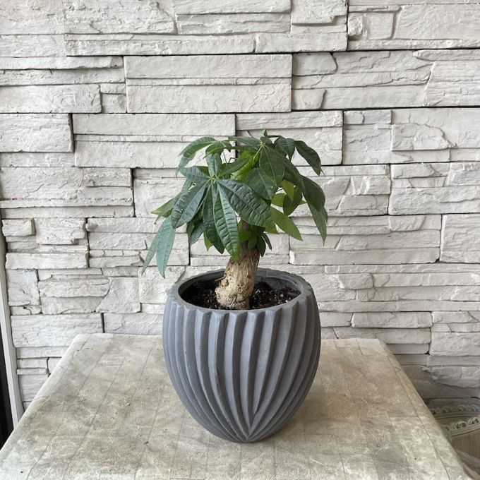 【観葉植物】パキラ朴　陶器鉢植え