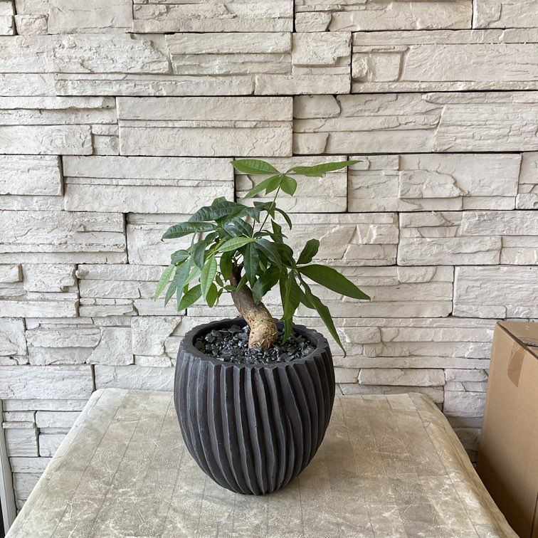 すべての商品 | 橋本種苗園オンラインストア