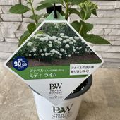 【見切品　開花花無し】アジサイ　アナベル　ミディライム 5寸ポット