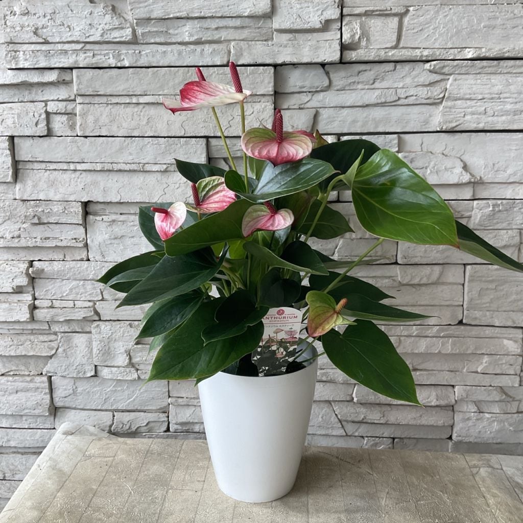 アンスリウム ミスティーク 6寸鉢 | 観葉植物 | 橋本種苗園オンライン