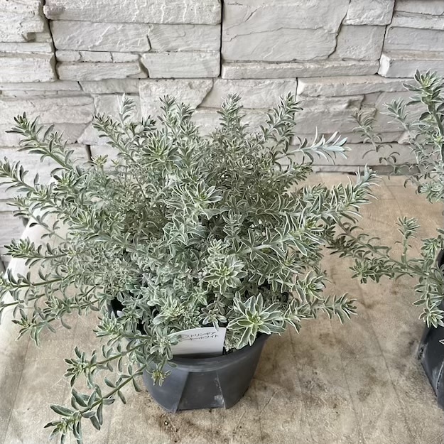 ウエストリンギア　スモーキーホワイト　5寸鉢