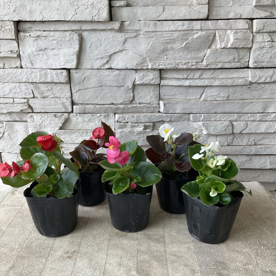 ベゴニア 選べる♪3色 3寸ポット | 鉢花・花苗 | 橋本種苗園オンライン