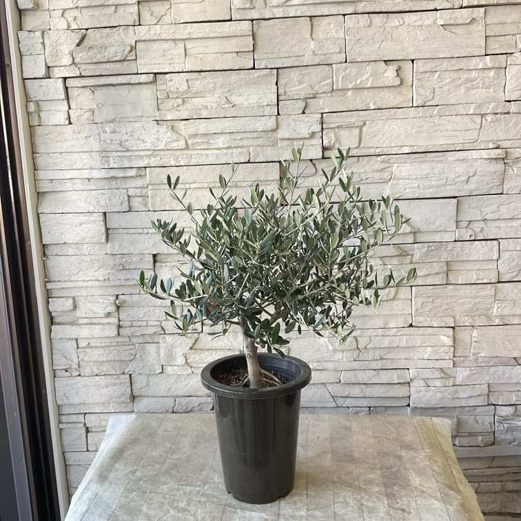 SOUJU】香川県産オリーブの木 マンザニロ 6号鉢 79 | オリーブの木