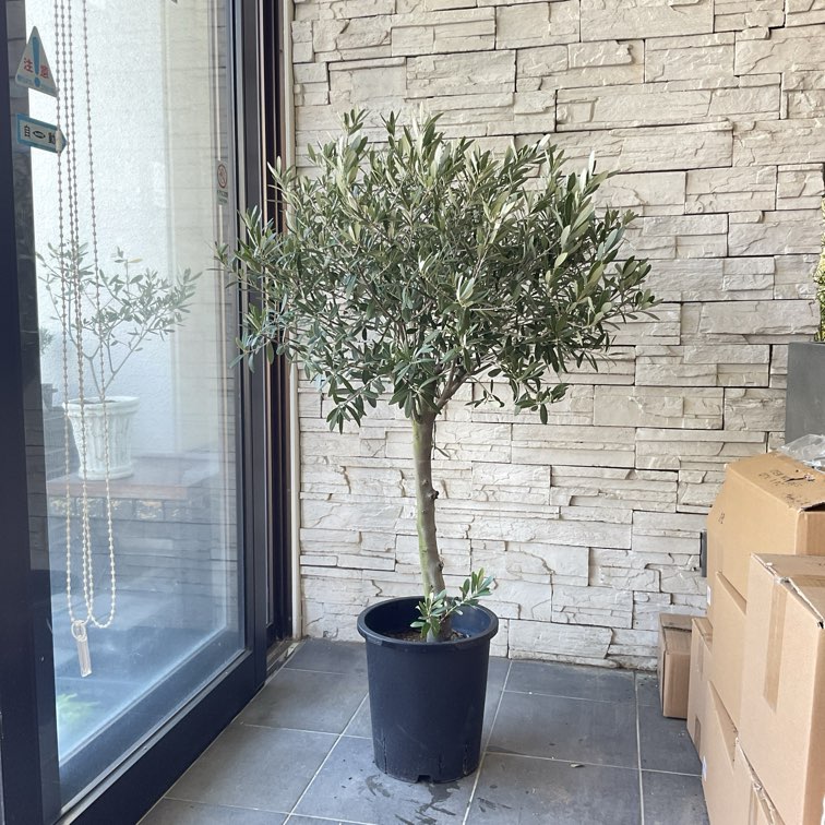オリーブの木 個性あふれる１点もの　薄型　 大胆な姿に惚れ惚れ　約48cm オリーブの木 個性あふれる1点もの 薄型 大胆な姿に惚れ惚れ 約48cm