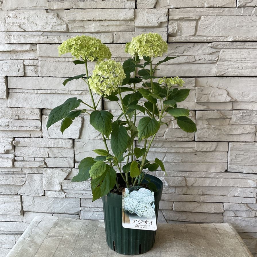 ななさま専用ページ　【　アナベル　】Sサイズ 000000004287_IkIcwzC.jpg