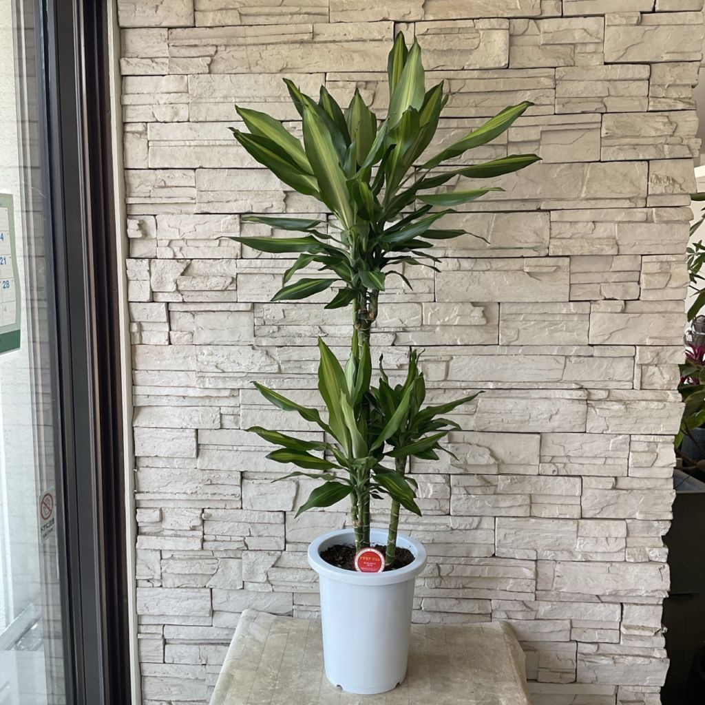送料無料】【観葉植物】ドラセナ ジェレ 8寸鉢 | 観葉植物 | 橋本種苗