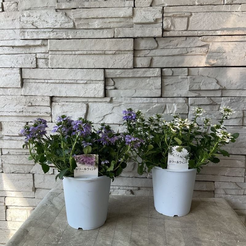 わらび　苗　360本 わらび 苗 360本 hanahirobaonline_kenkousansai-