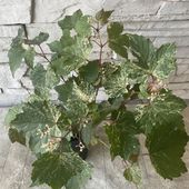 【見切品　斑が無く緑葉】斑入りノブドウ　エレガンス 3.5寸鉢