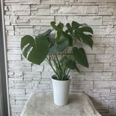 【送料無料】【観葉植物】モンステラ 7寸鉢