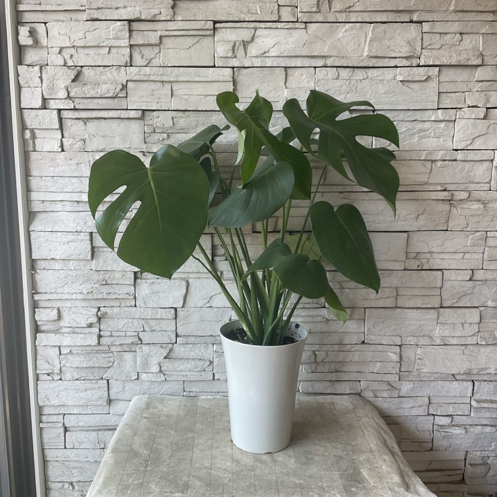 斑入りモンステラ 全高55センチ (7号)鉢植え 斑入りモンステラ 全高55センチ (7号)鉢植え
