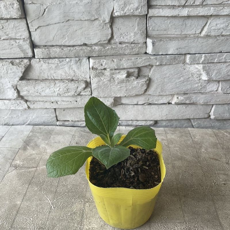 ヤーコン 3.5寸ポット