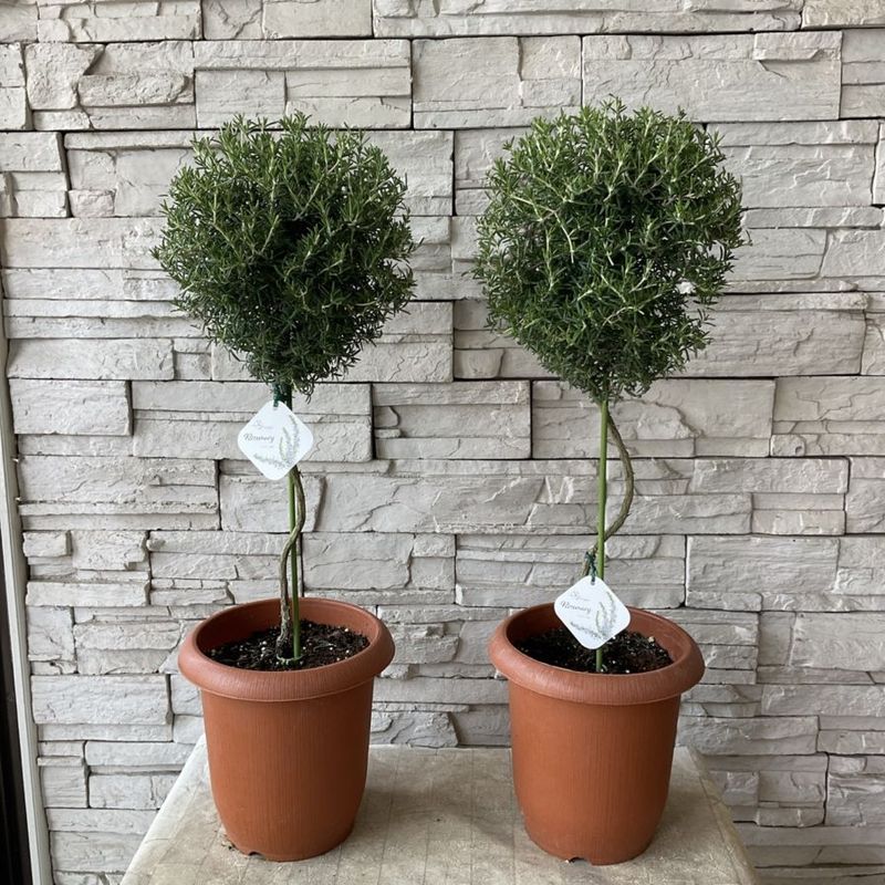 チャリチャリ　ブルーアイス　コニファー　テラコッタ鉢植え　　ローズマリー チャリチャリ様専用 ブルーアイス コニファー テラコッタ鉢植え