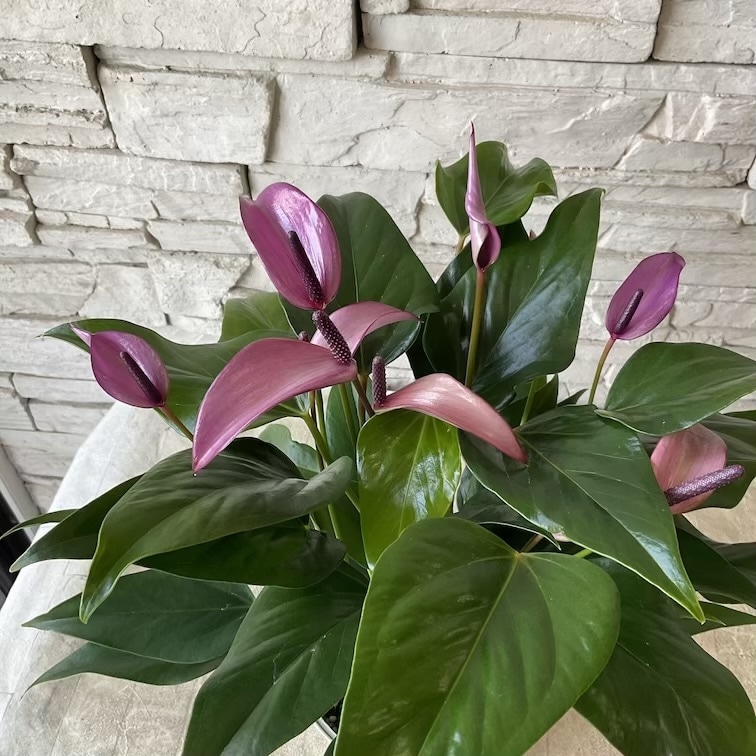 【観葉植物】アンスリウム　ジゾー　5寸鉢