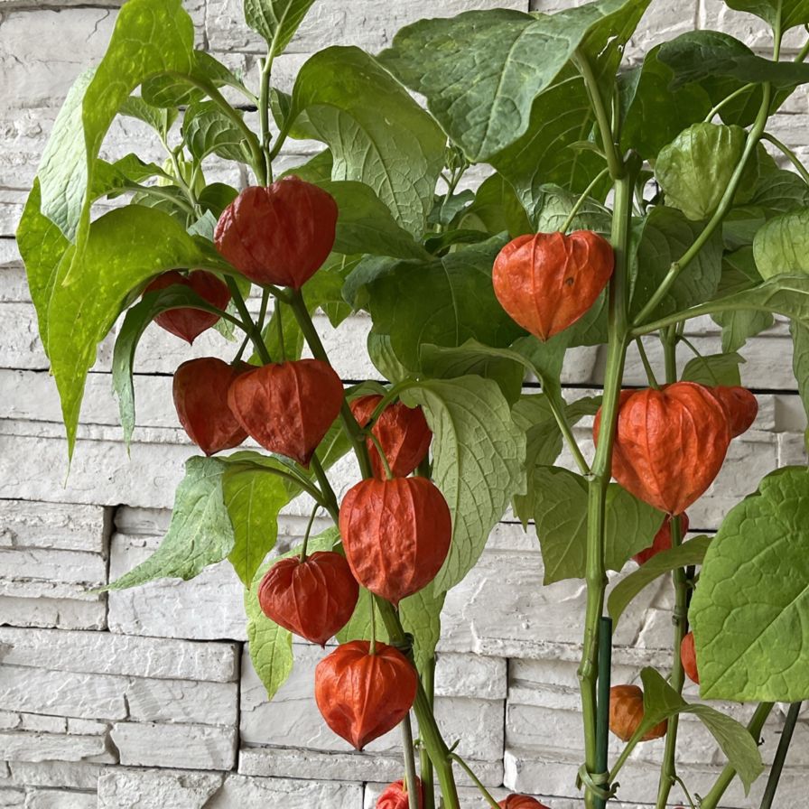 ホオズキ様 000000004339_sjkZmFN.jpg