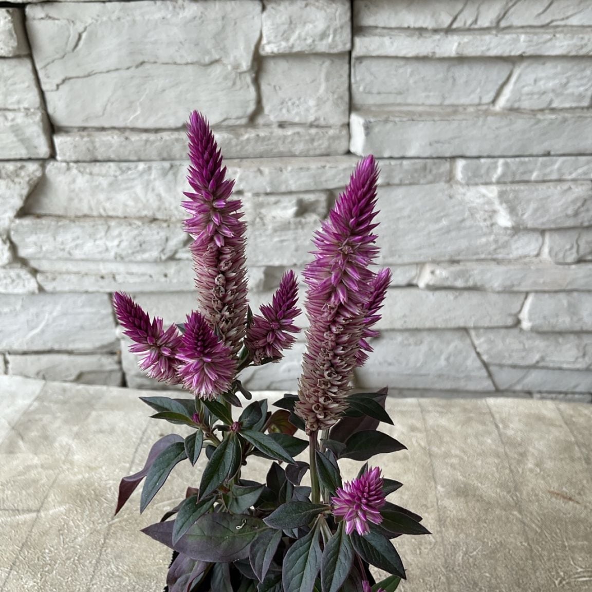 入手困難コリンシアン・セリエA・パウロソウザ セロシア アジアンガーデン 2.5寸ポット | 鉢花・花苗 | 橋本種苗園