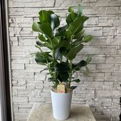 【送料無料】【観葉植物】クルシア　ロゼア 7寸鉢