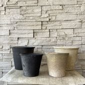 Qモスポットアザレア