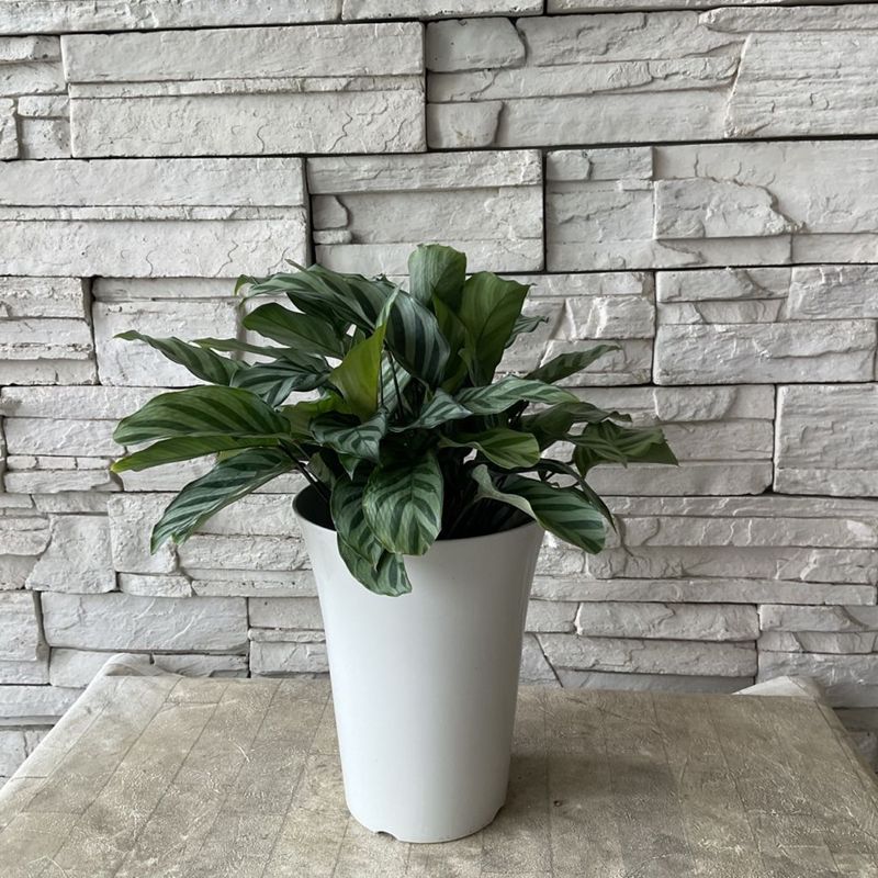 【観葉植物】カラテア　 6寸鉢