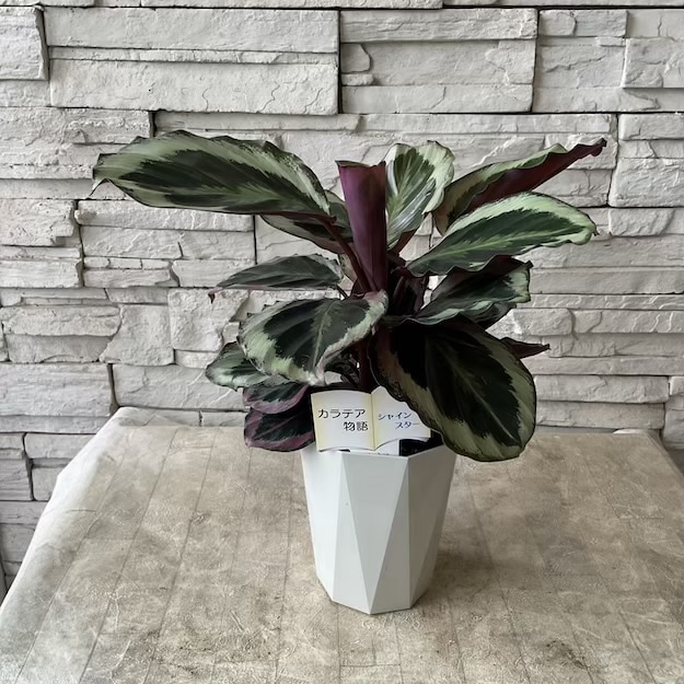 【観葉植物】カラテア　シャインスター