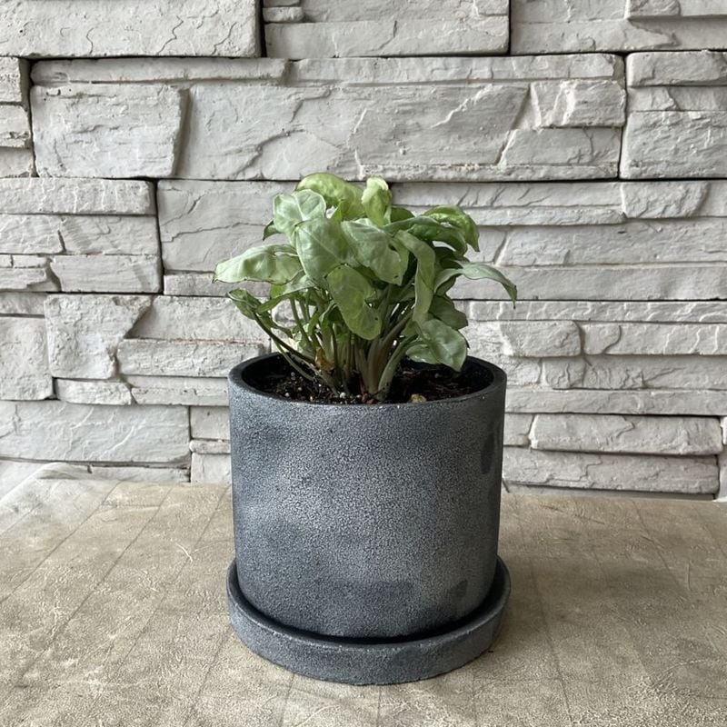 【観葉植物】シンゴニウム　鉢植え（受け皿付）