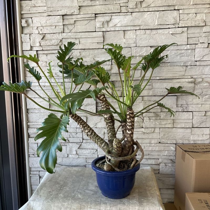 【送料無料】【観葉植物】クッカバラ 8寸鉢