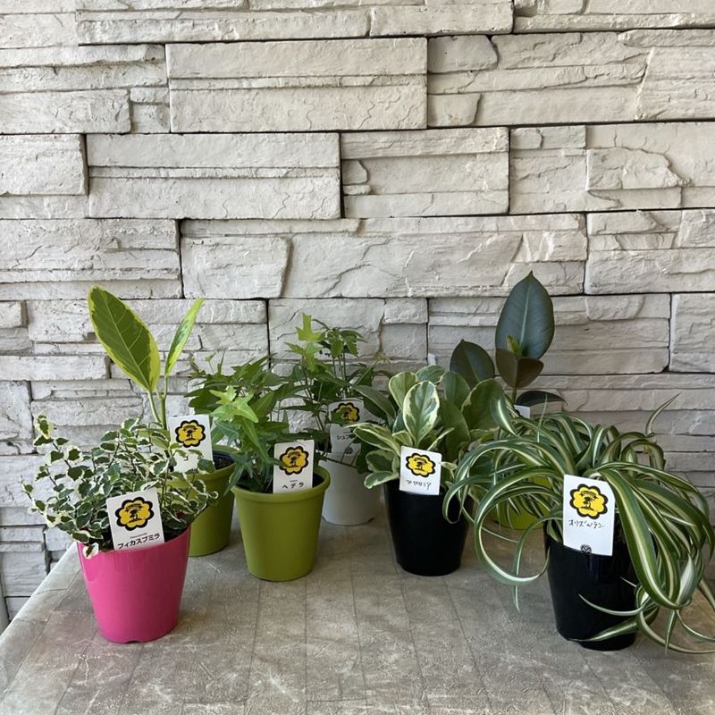 【観葉植物】ミニ観葉植物　お任せ　 3.5寸ポット