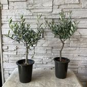 【souju】香川県産オリーブの木　5号鉢　