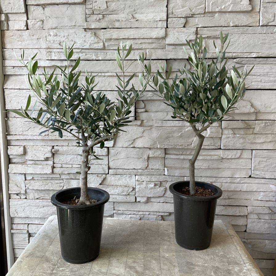 【SOUJU】9号鉢　オリーブ　オリーブの木　ミッション　極太　幹太　植木 SOUJU】9号鉢 オリーブ オリーブの木 ミッション 極太 幹太 植木