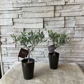 【souju】香川県産オリーブの木　3号鉢　