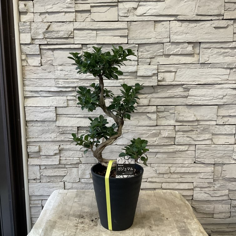 送料無料】【観葉植物】ガジュマル 7寸鉢 | 観葉植物 | 橋本種苗園
