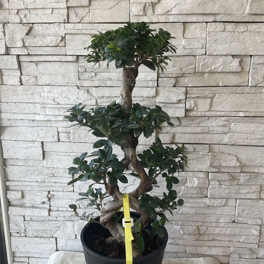 NAOです♪複数割引！スターライトビューティークイーン　ガジュマル 楽天市場】【送料無料】観葉植物 ガジュマル 曲がり仕立て 観葉植物 8