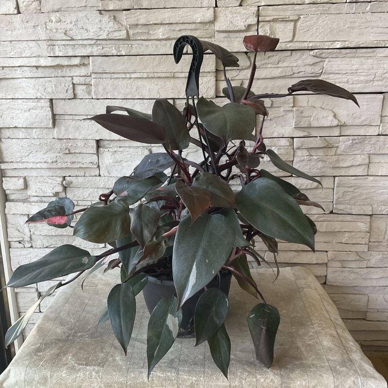 【観葉植物】吊るしフィロデンドロン　ピンクプリンセス 7寸鉢