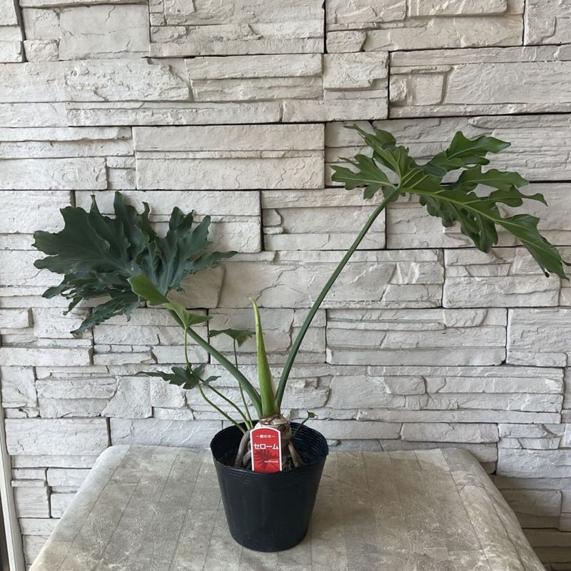 セローム（根上り) 5寸ポット