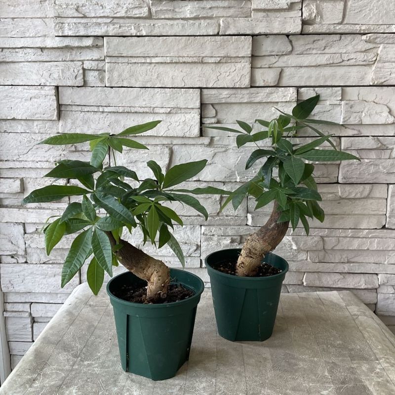 すべての商品 | 橋本種苗園オンラインストア